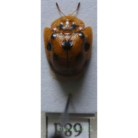 Cassidae sp. Philippines68d